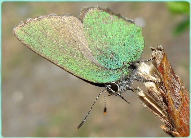 Бабочка зеленая
