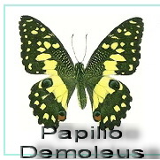 Papillo Demoleus