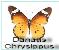 Danaus Chrysippus