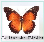 Cethosia Biblis