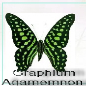 Graphium Aqamomnon