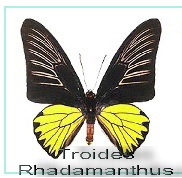 Troides Rhadamanthus