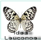 Idea Leuconoe